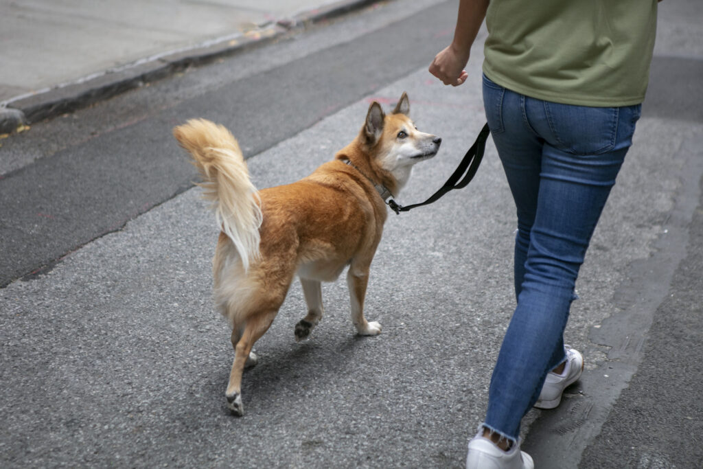 pet-friendly spaces