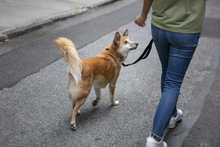 pet-friendly spaces